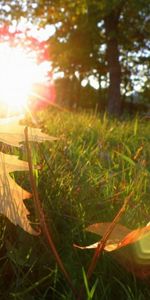 Plants,Leaves,Sun