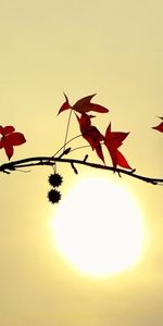 Plantes,Feuilles,Sun