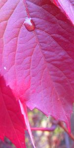 Plants,Leaves,Violet