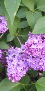 Lilas,Plantes,Fleurs