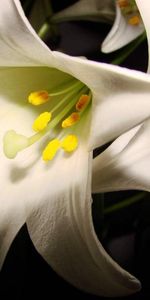 Plants,Lilies,Flowers