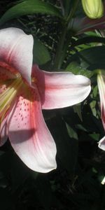 Plantes,Lilies,Fleurs