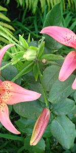 Lilies,Plantes,Fleurs