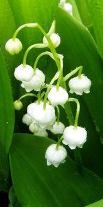 Plants,Lily Of The Valley,Flowers