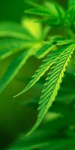 Marijuana,Le Cannabis,Plantes