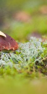 Plants,Mashrooms