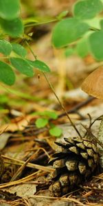 Plantes,Champignons