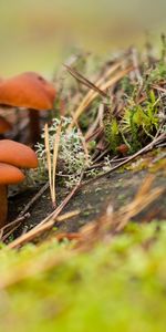 Plantes,Champignons