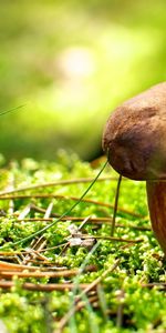 Plants,Mashrooms