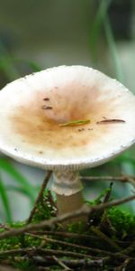 Plantes,Champignons