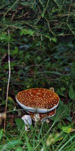 Plantes,Champignons