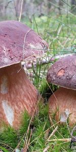 Plantes,Champignons