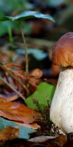 Champignons,Plantes