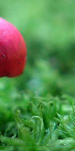 Plantes,Champignons