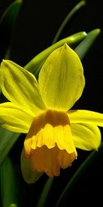 Plants,Narcissussi,Flowers