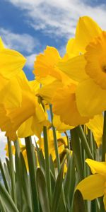 Plants,Narcissussi,Flowers