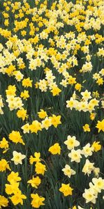 Plants,Narcissussi,Flowers,Background