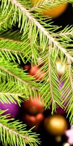 Plants,Needle,Fir Trees