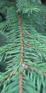 Plants,Needle,Fir Trees