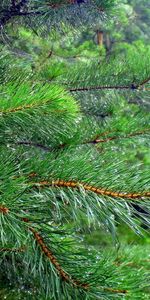 Plants,Needle,Fir Trees,Background