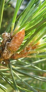 Plants,Needle,Pine