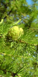 Plants,Needle,Pine,Trees