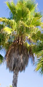 Plantas,Árboles,Palms