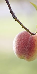 Plantes,Fruits,Pêches