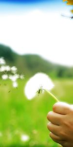 Plantas,Personas,Niños,Dientes De León