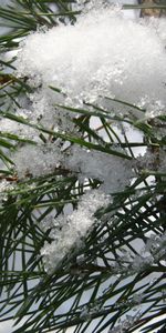 Plants,Pine,Snow