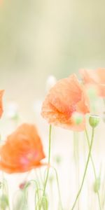 Plantes,Coquelicots