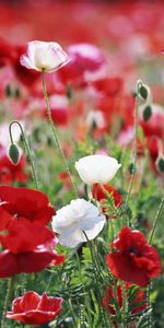 Plantes,Coquelicots