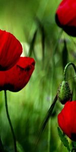 Plants,Poppies,Flowers