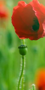 Plantas,Flores,Amapolas