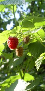 Plants,Raspberry,Berries