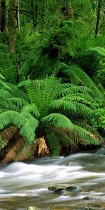 Plants,Rivers,Ferns