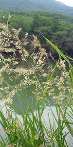 Plants,Rivers,Grass