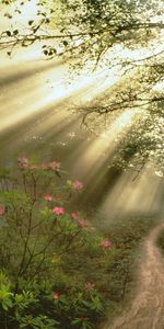 Plants,Roads,Sun,Landscape