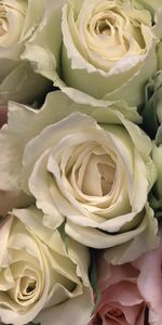 Plants,Roses,Background