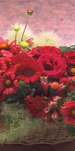 Plants,Roses,Chrysanthemum,Bouquets,Holidays,Flowers