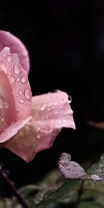 Plantes,Drops,Fleurs,Roses