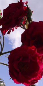 Plants,Roses,Flowers