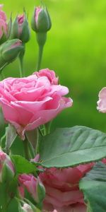 Plants,Roses,Flowers