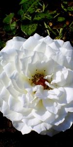 Plants,Roses,Flowers