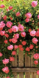 Plants,Roses,Flowers