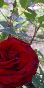 Plants,Roses,Flowers