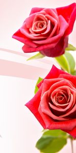 Plants,Roses,Flowers,Background