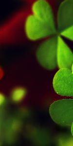 Shamrock,Plantes