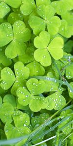 Plants,Shamrock