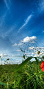 Plantas,Cielo